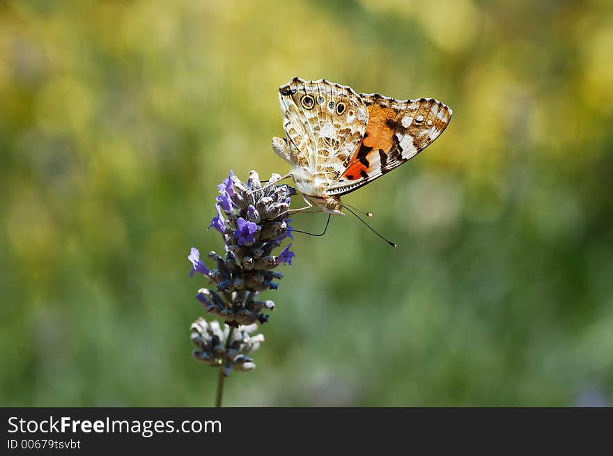 Buttefly on flower. Buttefly on flower