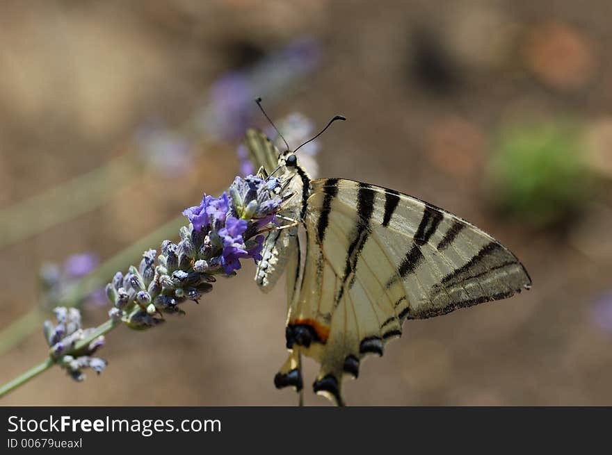 Buttefly on flower. Buttefly on flower