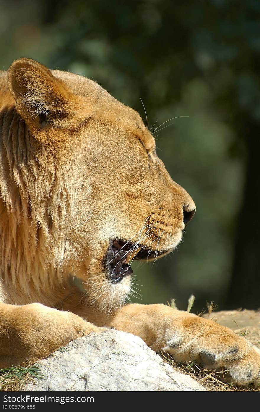 Lion having rest. Lion having rest