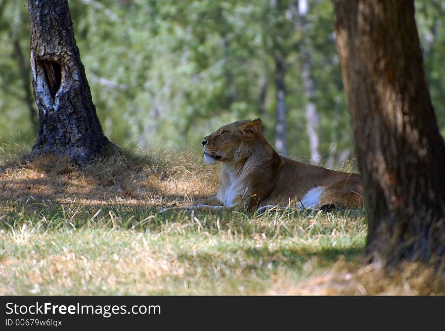 Lion Resting