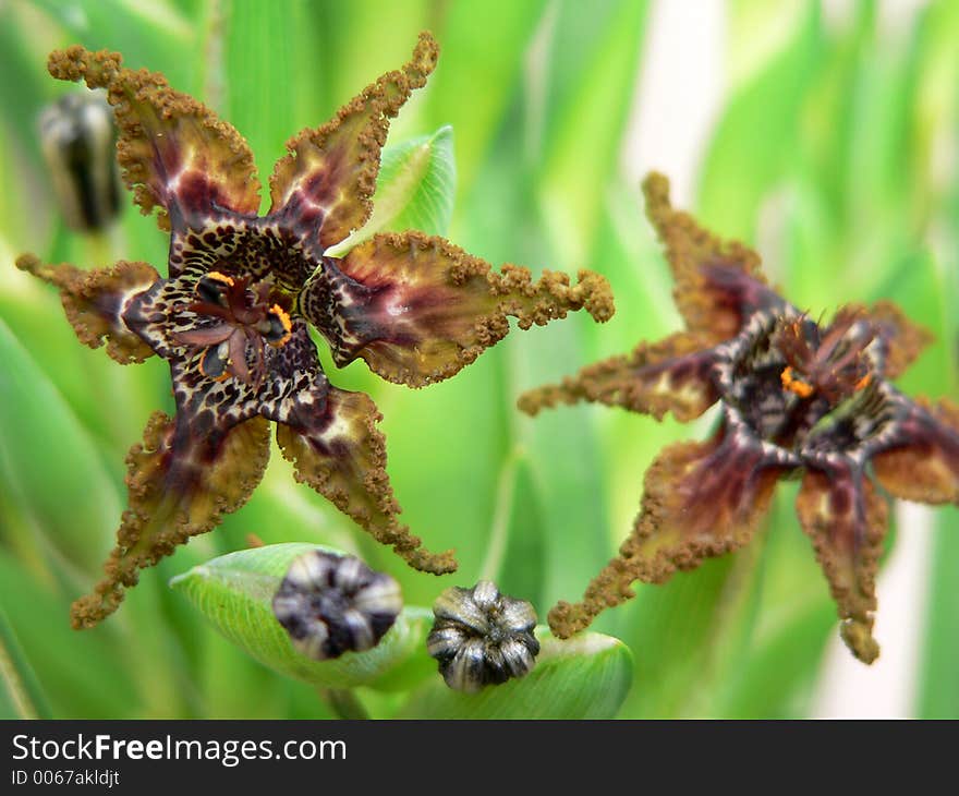 Ferraria blooms. Ferraria blooms