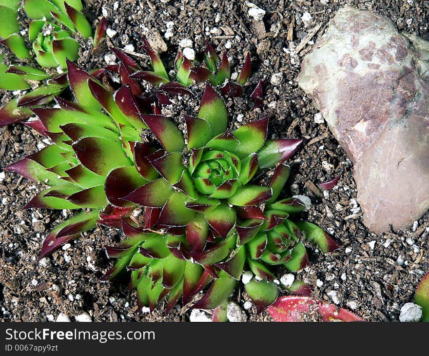 Succulents potted in gravel. Succulents potted in gravel