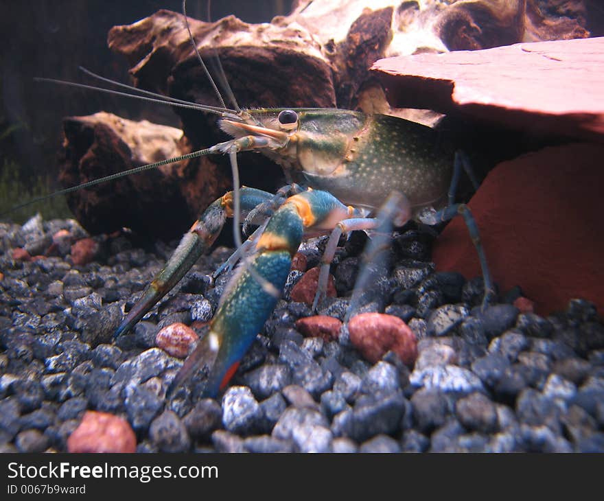 Blue Crayfish stepping out of its cave in search of food inside a 55 gallon aquarium.