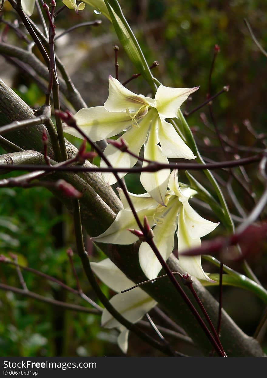 Gladiolus flowers growing next to a leafless tree. Gladiolus flowers growing next to a leafless tree