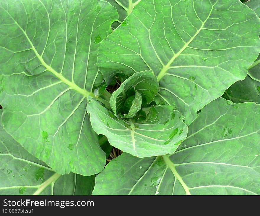 A fresh just-beginning-to head cabbage plant