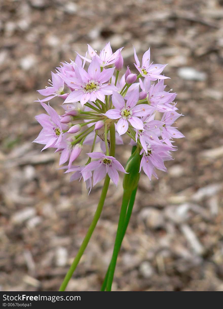 Two bunches of allium. Two bunches of allium