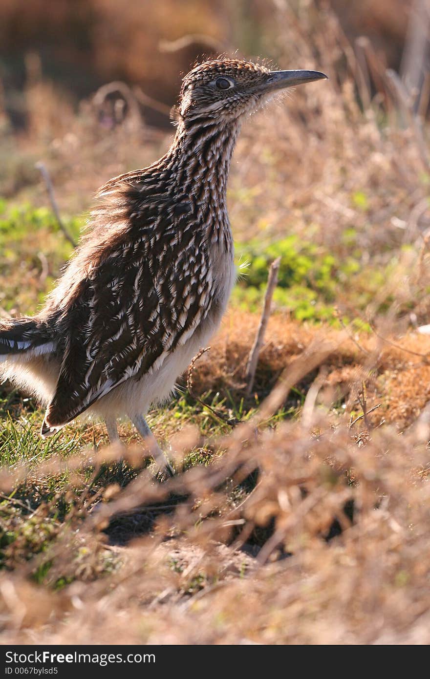 Roadrunner