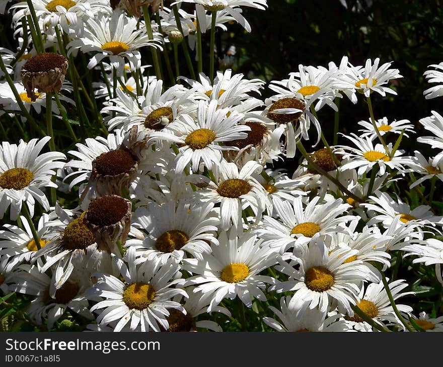 A clump of white garden daisies. A clump of white garden daisies