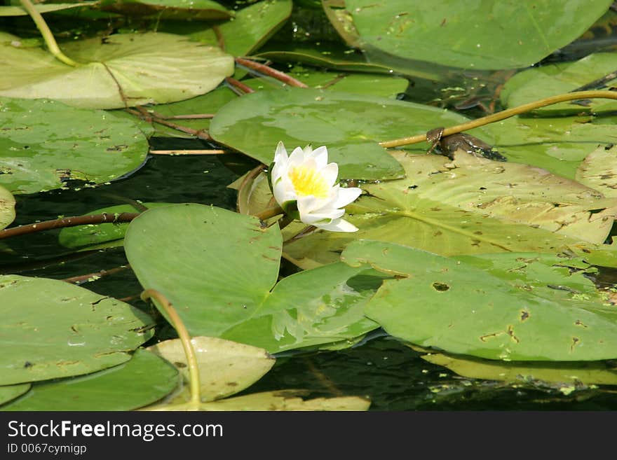 Water Lily, Lotus