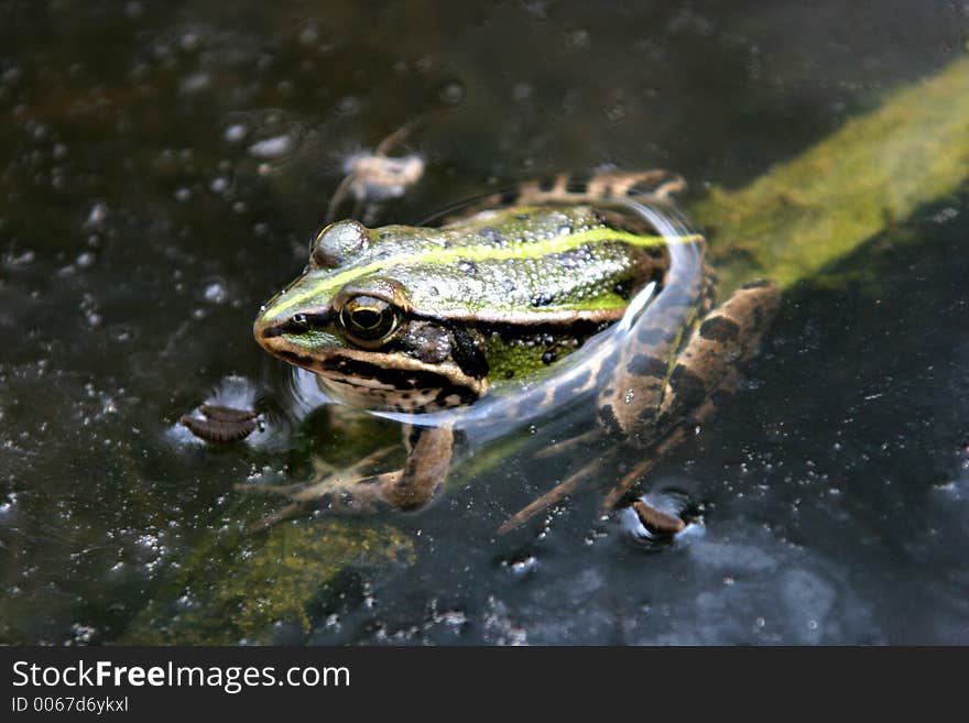 Frog in bog