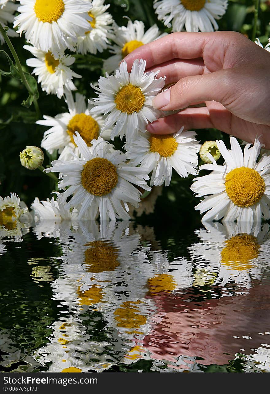 Woman picking a flower by the lake. Woman picking a flower by the lake