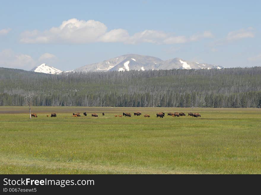 Yellowstone Bisons