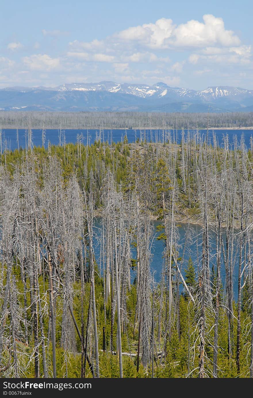 Yellowstone Lake thru the burnt trees