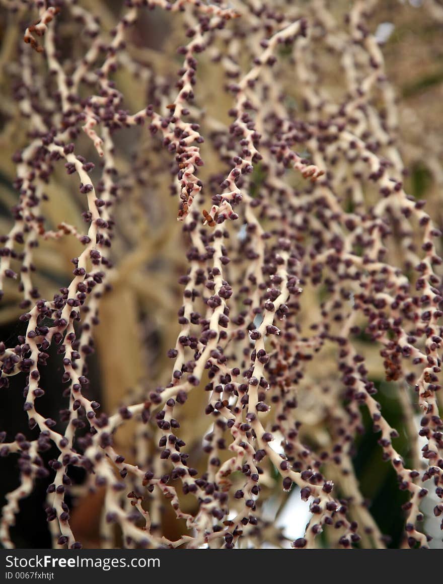 Interesting plant life. Interesting plant life