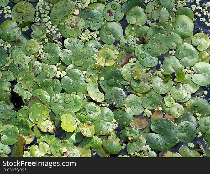 Floating Lily Pads in pond