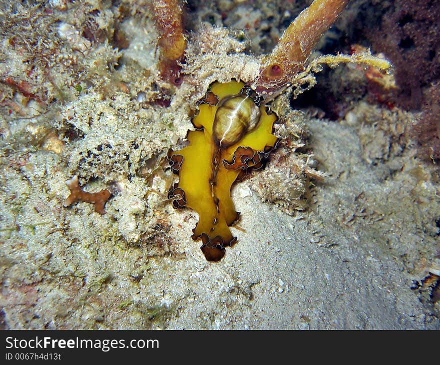 The bulge was actually something this flatworm consumed very recently