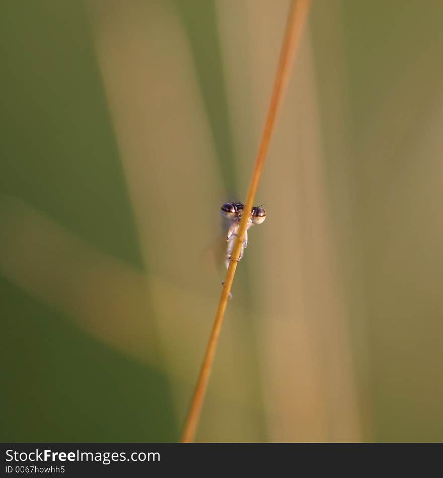 Damselfly on a stem