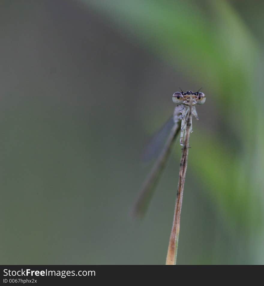 Damselfly On A Stem