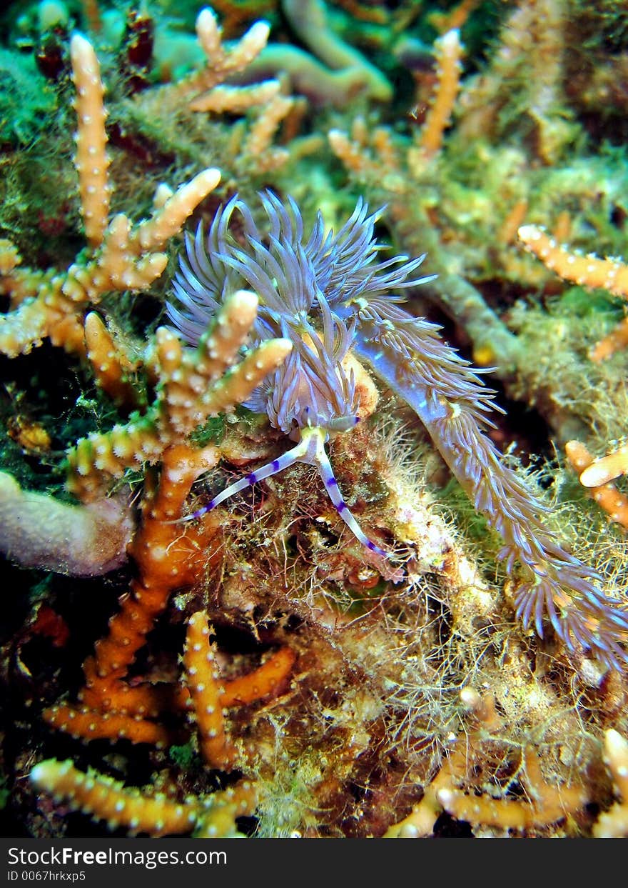 Nudibranch