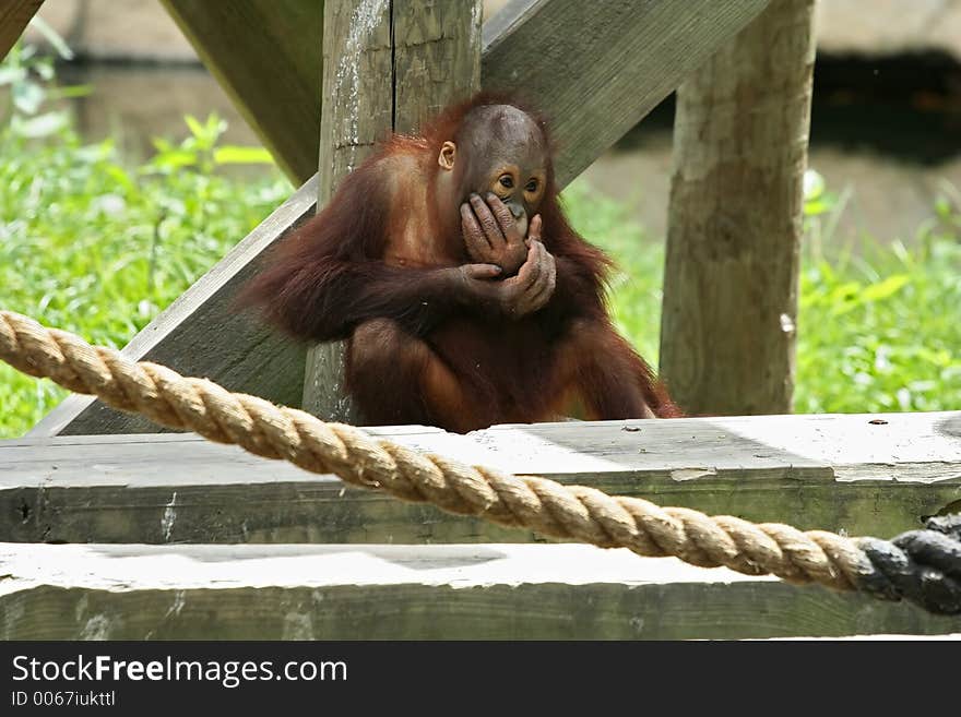 Baby or young orangutan sitting and eating