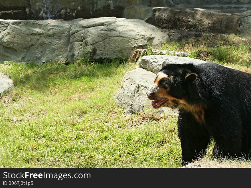 Spectacled bear