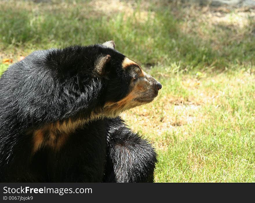 Spectacled Bear Looking Side