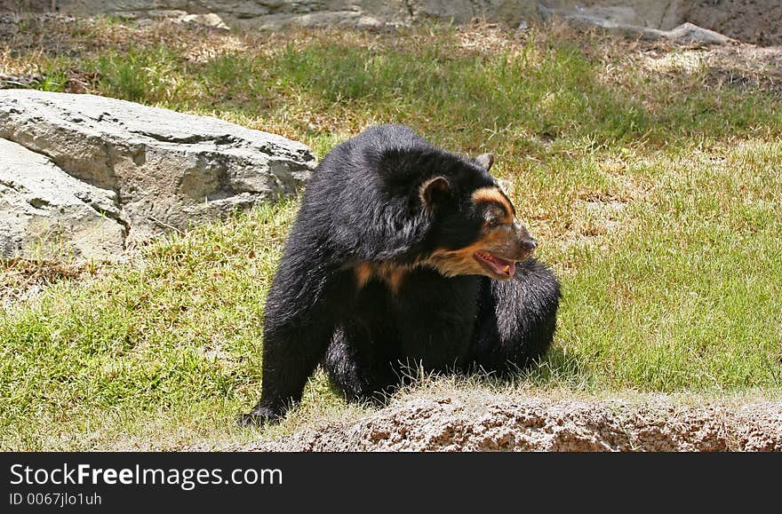 Spectacled bear resting