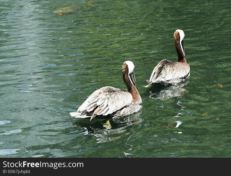 Twin heron taken from back