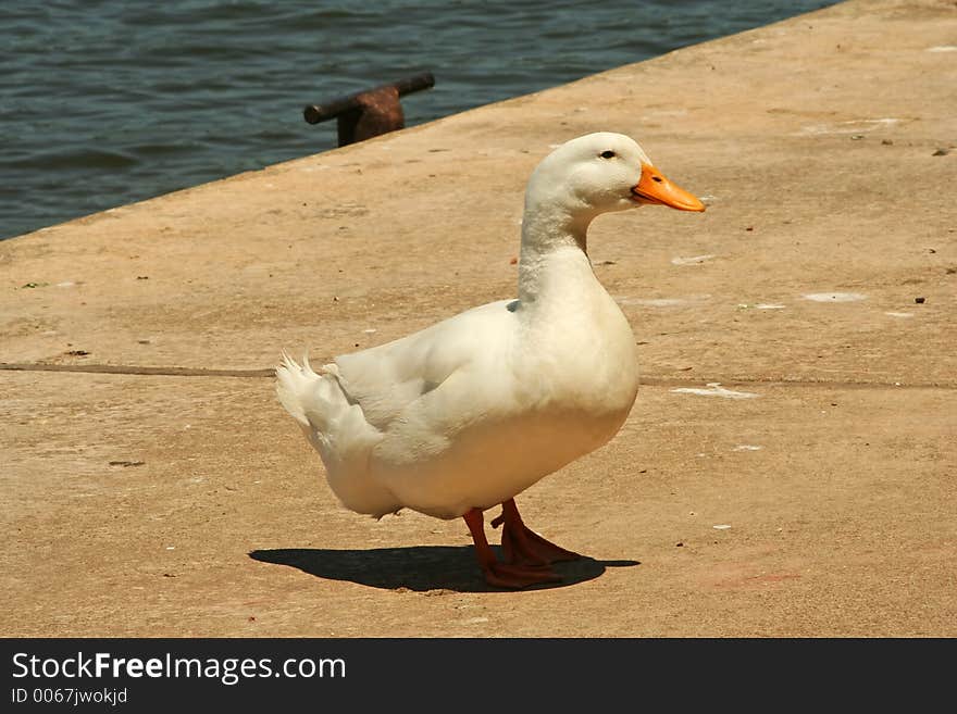 White duck waiting to feed by the dock. White duck waiting to feed by the dock