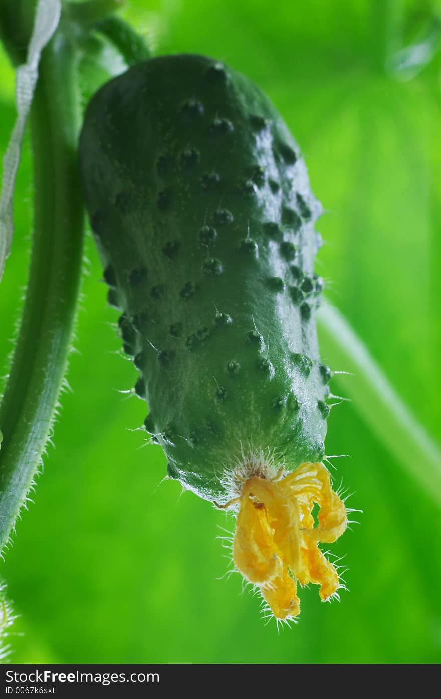 Fresh cucumber