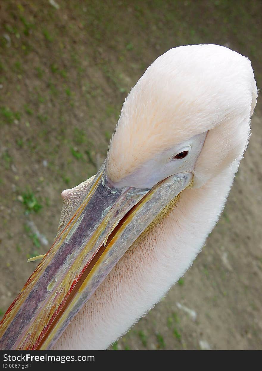 Pelican