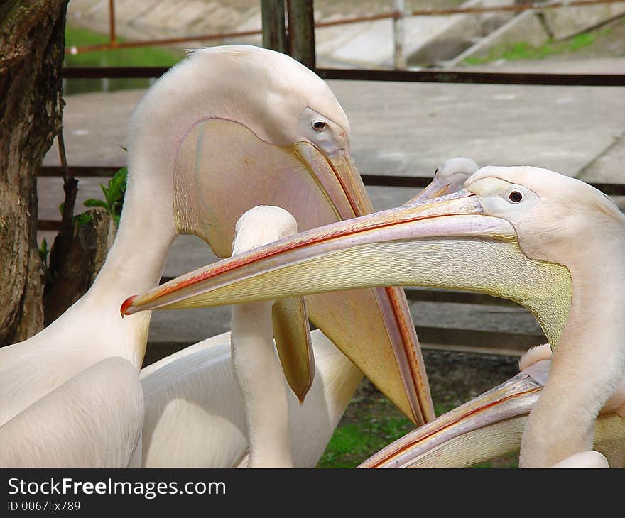 Pelicans