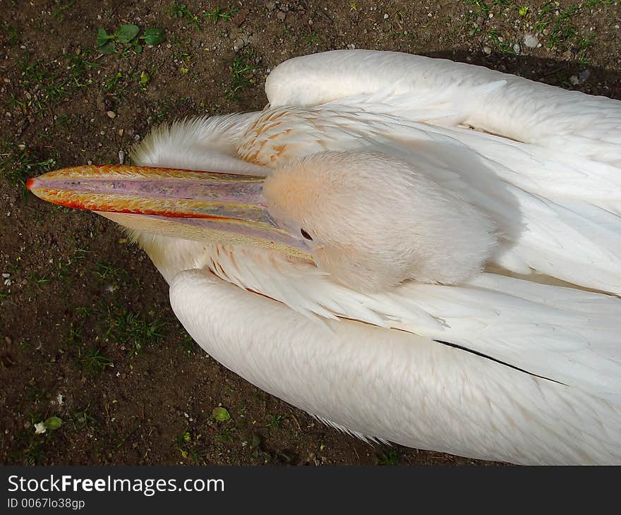 Pelican