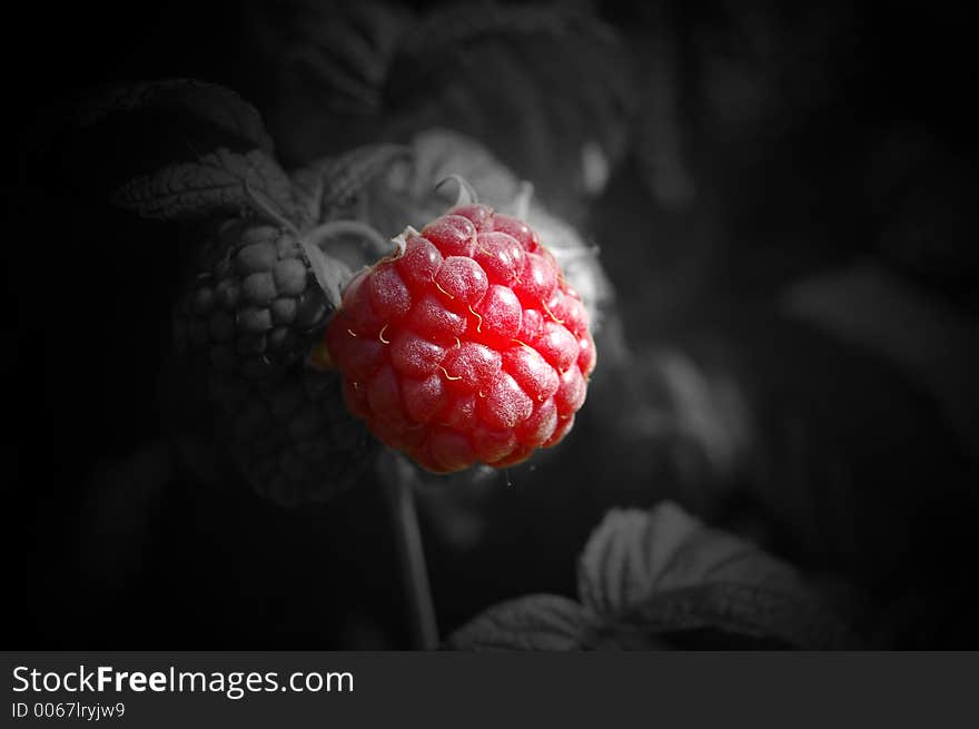 Fresh Raspberries. Fresh Raspberries