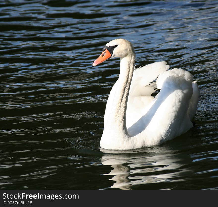 Swan