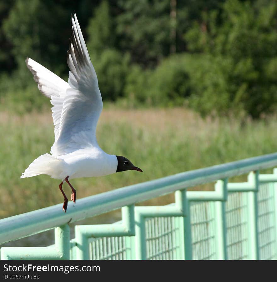 Flying gull