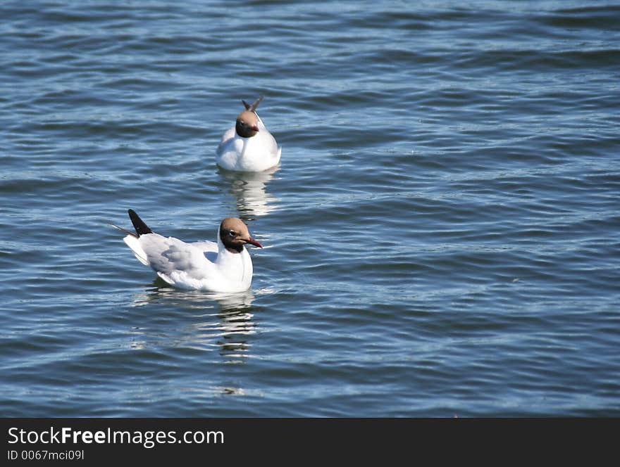 Gulls