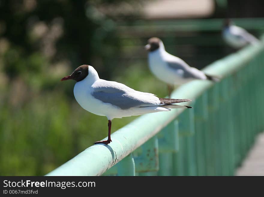 Gulls