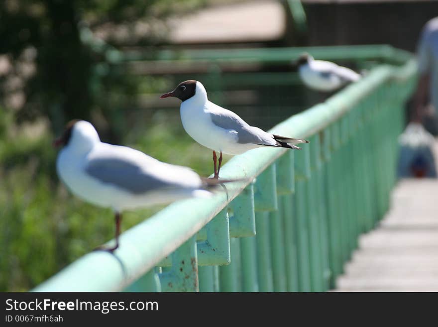 Gulls