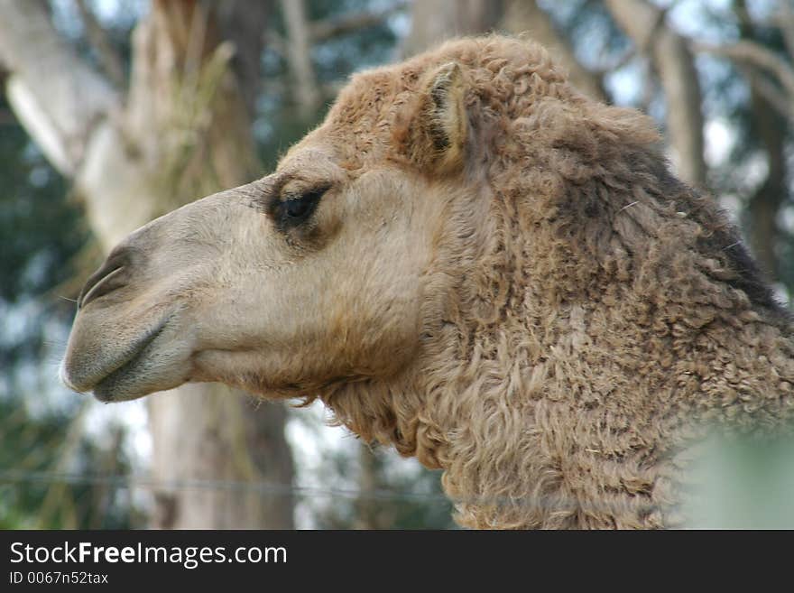 Lazy looking camel