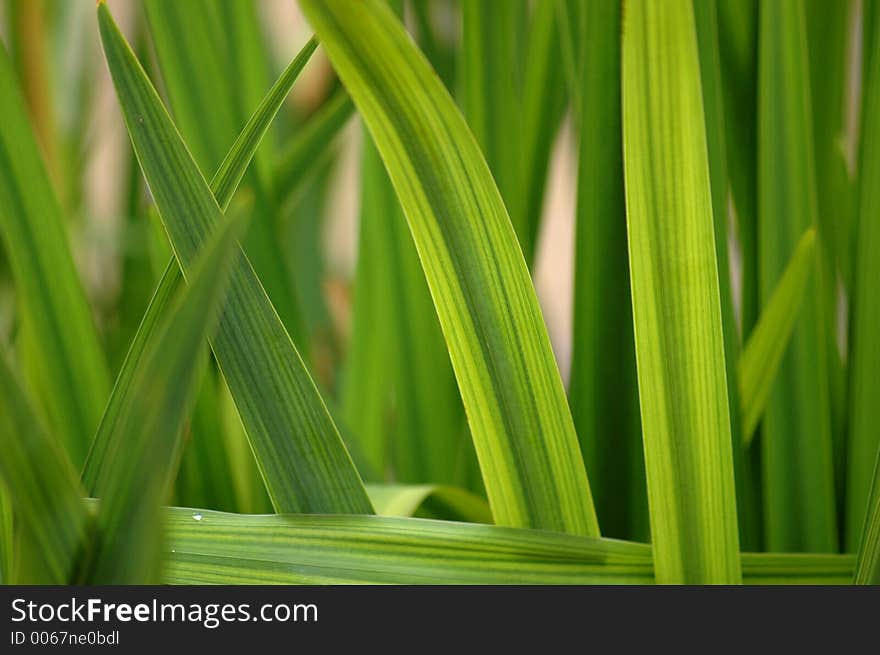 Close-up of green leaves