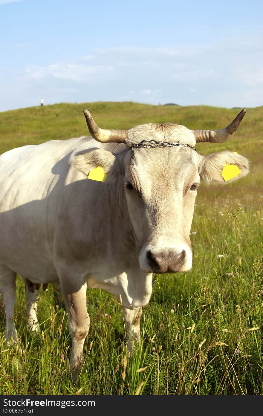 White cow in the grass close-up. White cow in the grass close-up