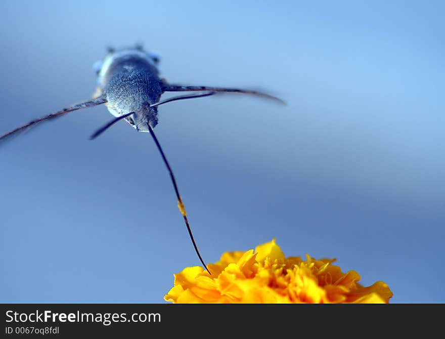 Feeding in flight