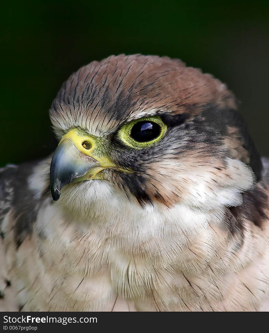 Close up of a bird of prey