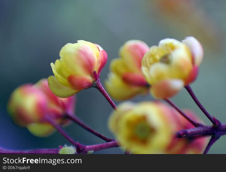 Blossoming tree flower in the spring. Blossoming tree flower in the spring