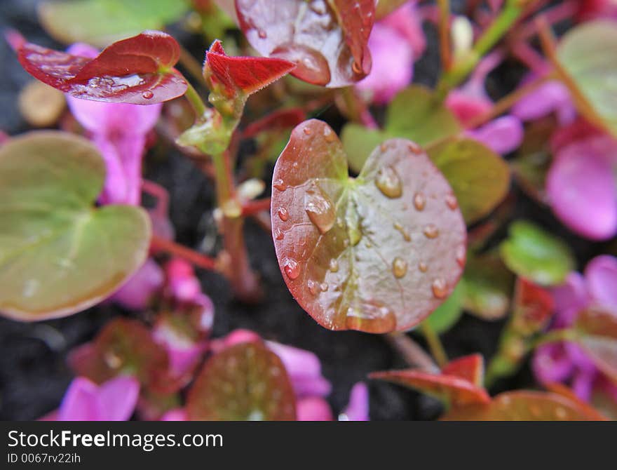 Water drops on leafs and flowers. Water drops on leafs and flowers