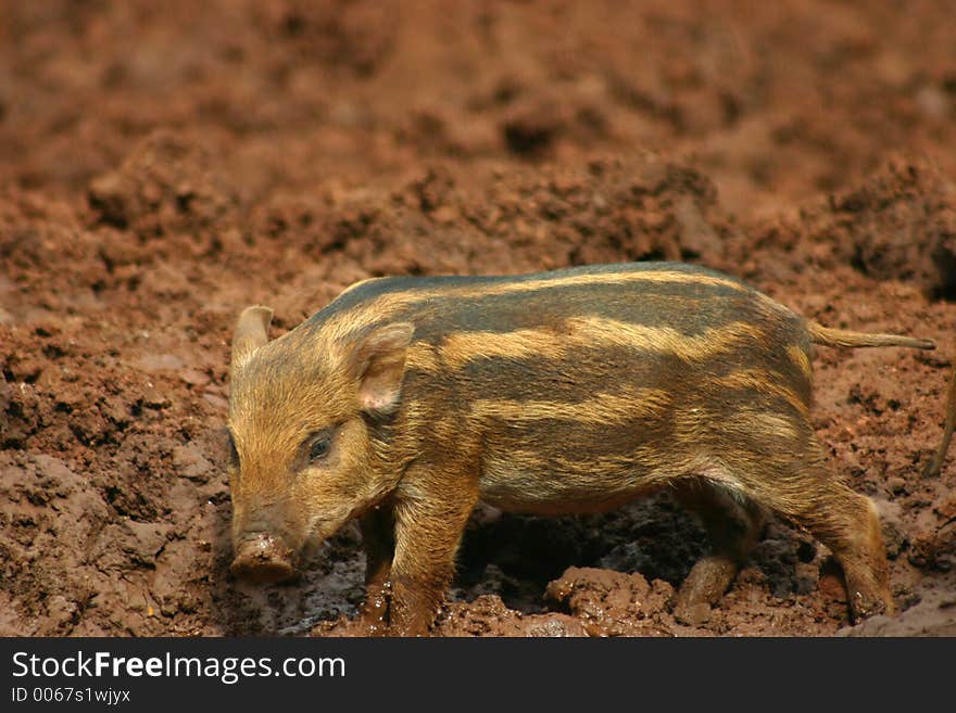 Baby Pig In The Mud 7