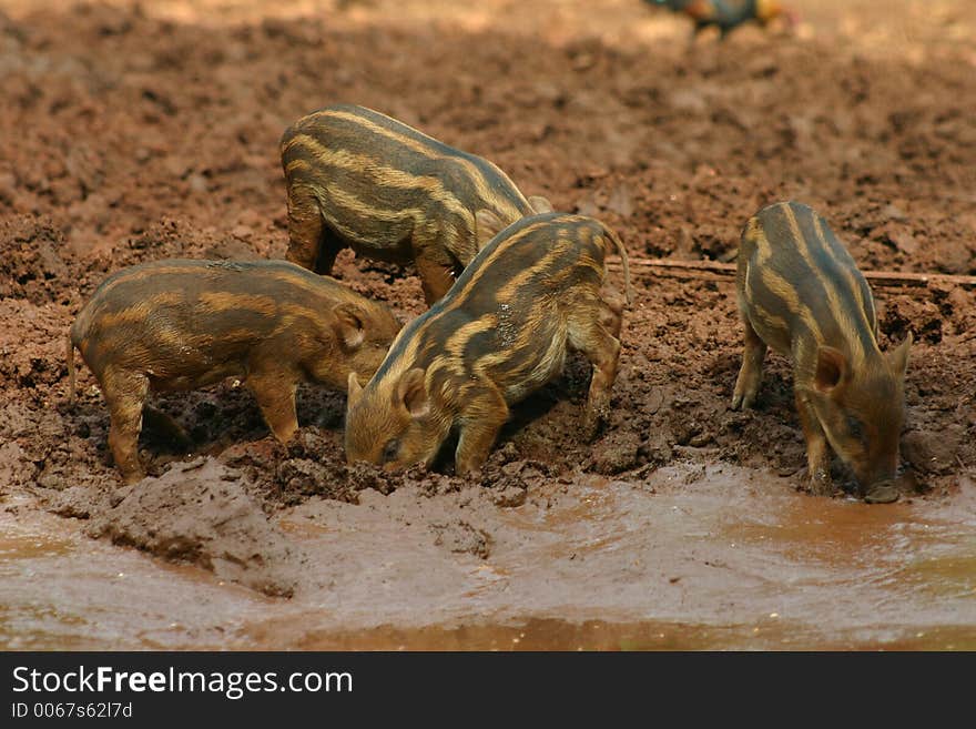 Baby pigs in the mud 6