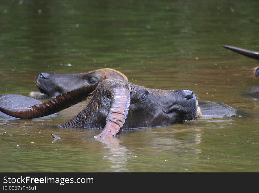 Buffalo bath