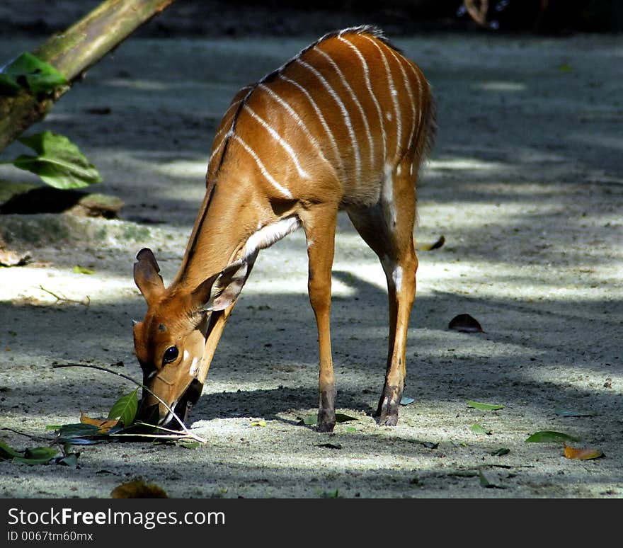 Grazing Deer